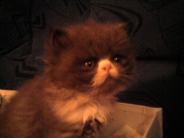 Анастасия Туктамышева