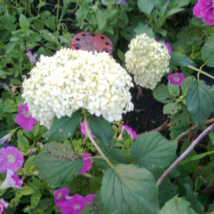 Светлана Шатилло