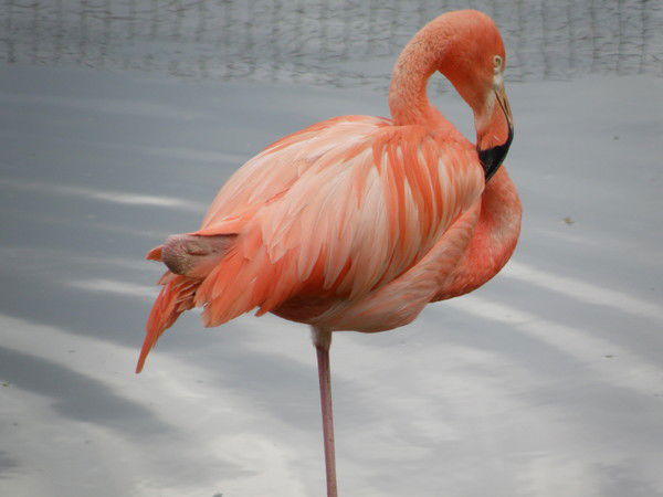 Наталья Обухова