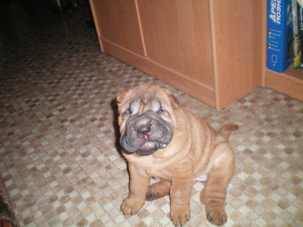 Юлия Северина