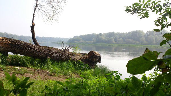 Сергей Тимашев