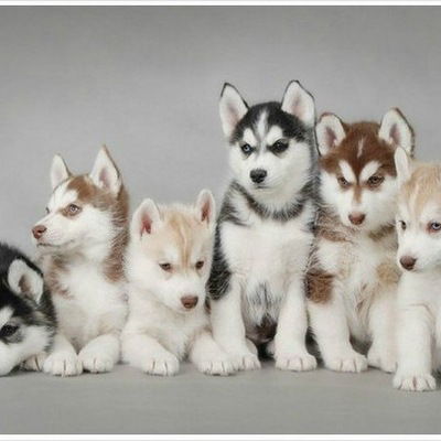 Дима Дорошенко