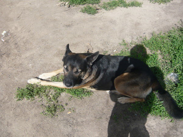 Наталья Караулова