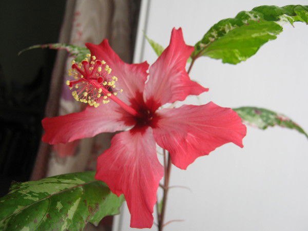 Галина Ермакова