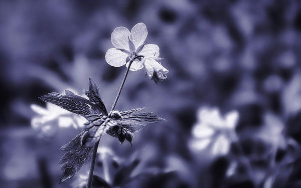 Анна Шелленбергер