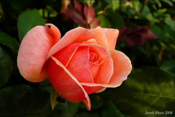 Светлана Шаруева