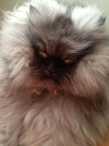 Елена Селиванова