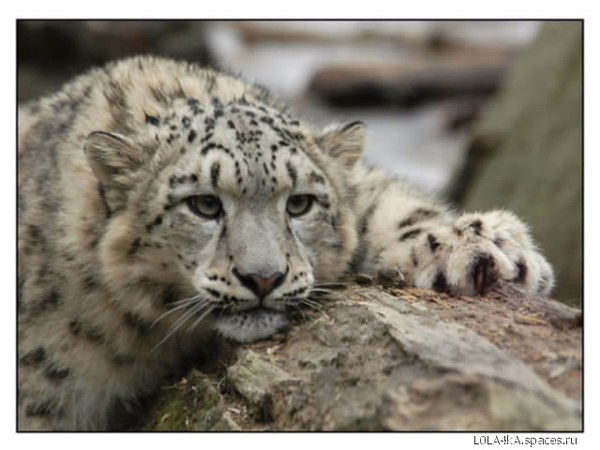 Алекс Троцкий