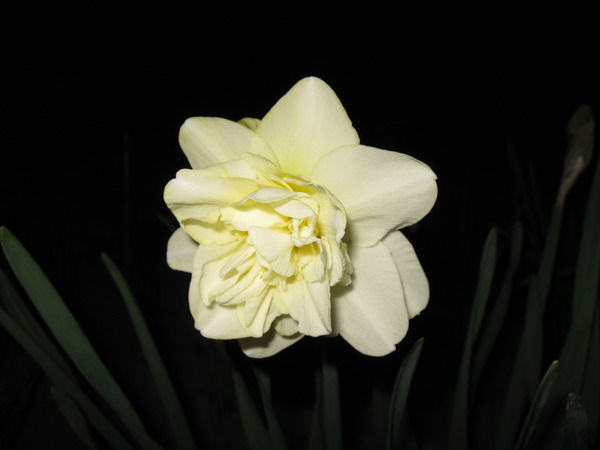 Михаил Дуброва