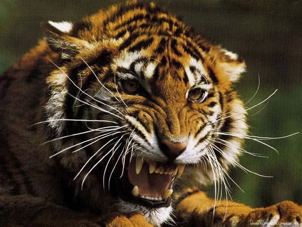 Максим Максимчук