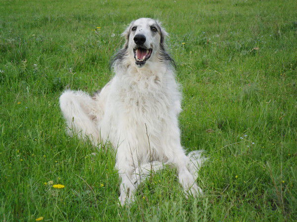 Вера Троянская