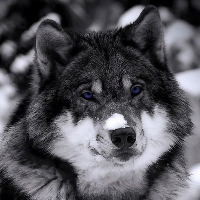 Дмитрий Сафари