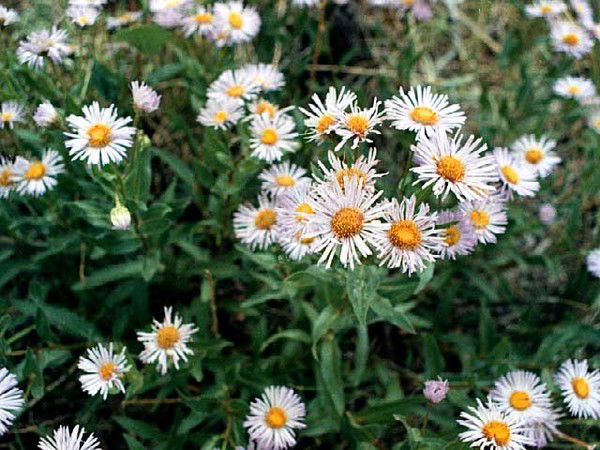 Ольга Терентьева