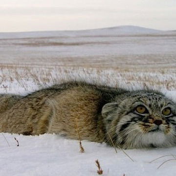 Виктор Пономарев