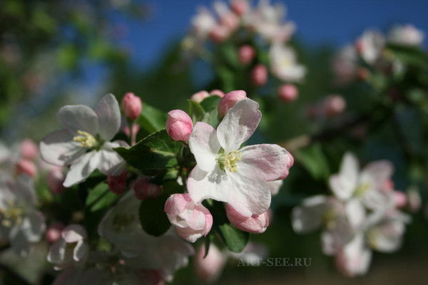 Елена Лутовина