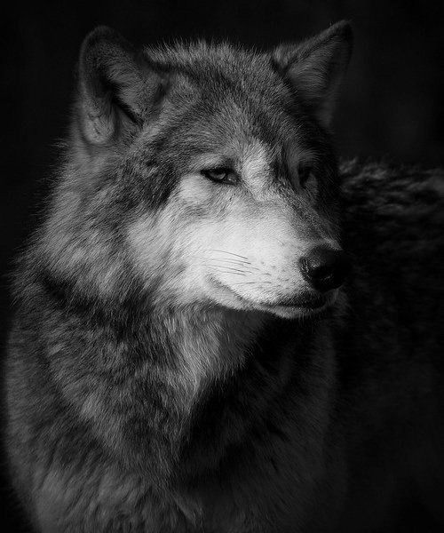 Роман Моспанко