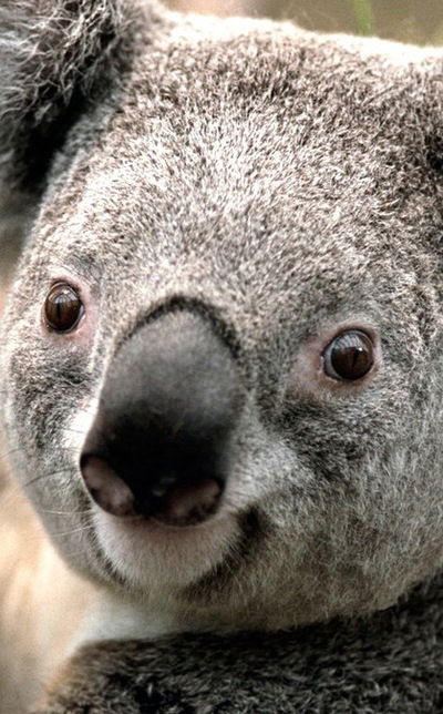 Руслан Ярошенко