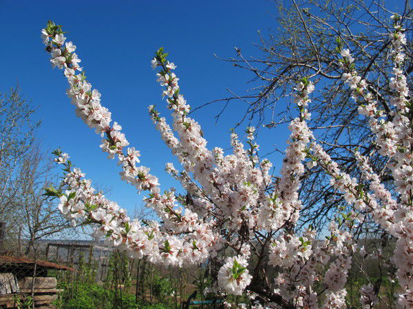 Кирилл Кандзюба