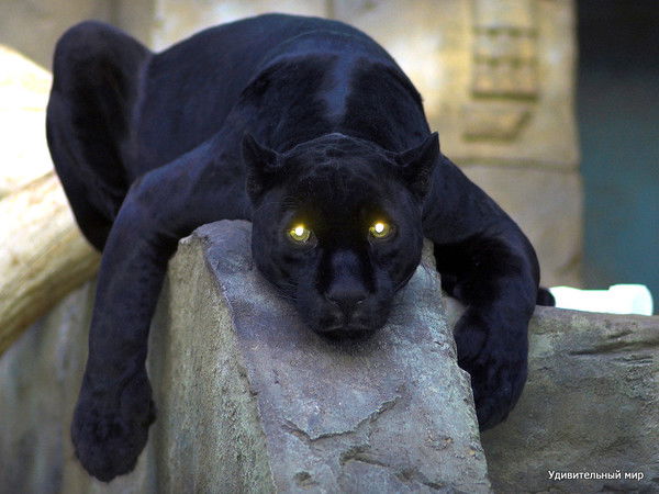 Николай Ермоленко