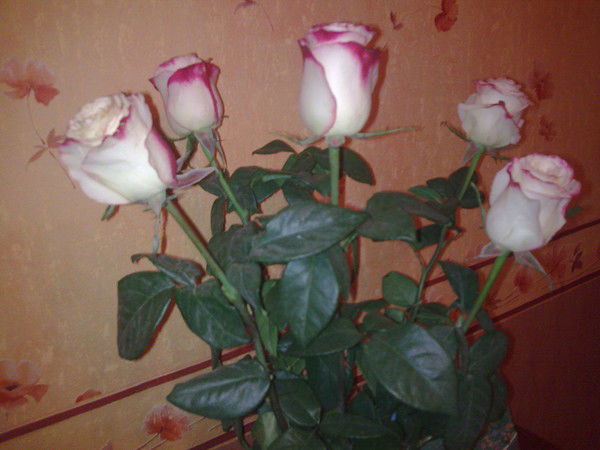 Светлана Смышляева