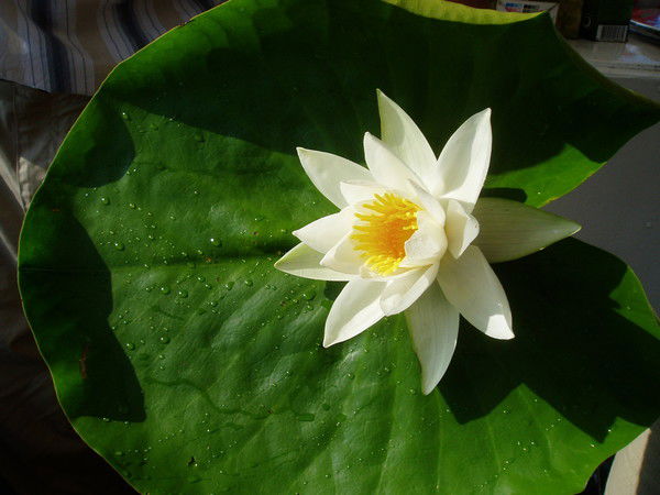 Ирина Баранова