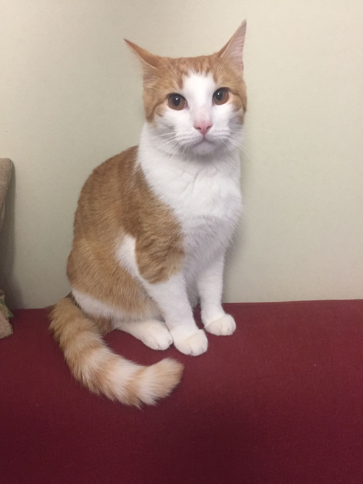 Алина Костенко