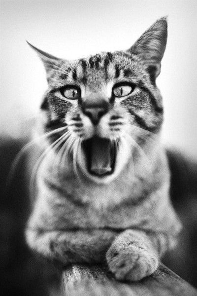 Алёна Семёнова