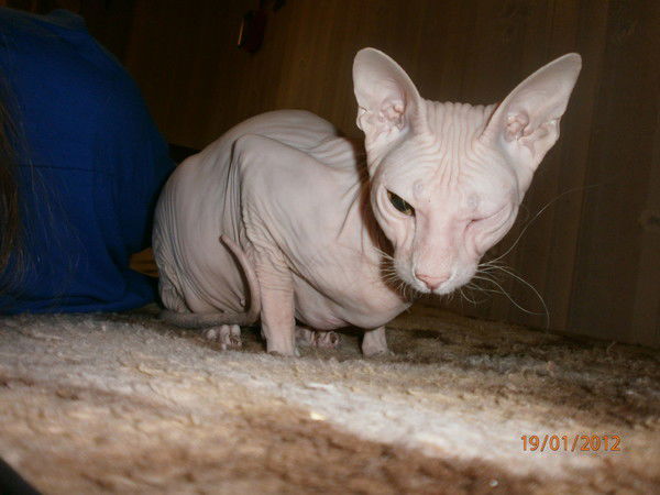 Блондинка †