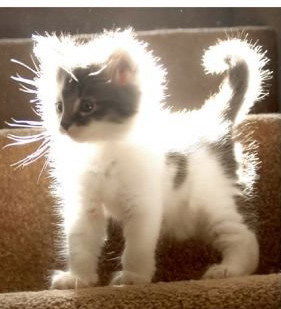 Елена Еремина