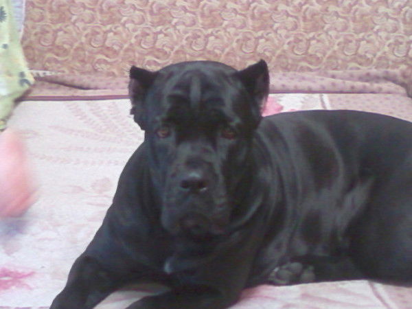 Анталисс Чувашова