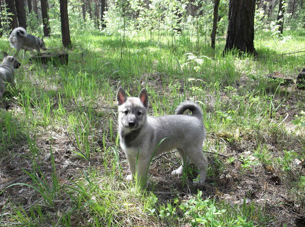 Сергей Федосеев