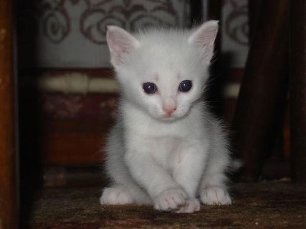 Амангуль Ергалиева