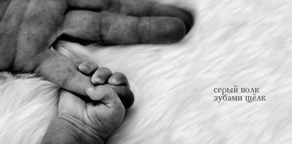 Серый Волк