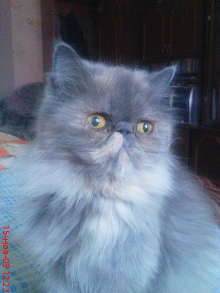 Людмила Фалкон