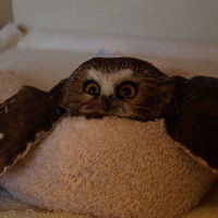 Сова Совиная