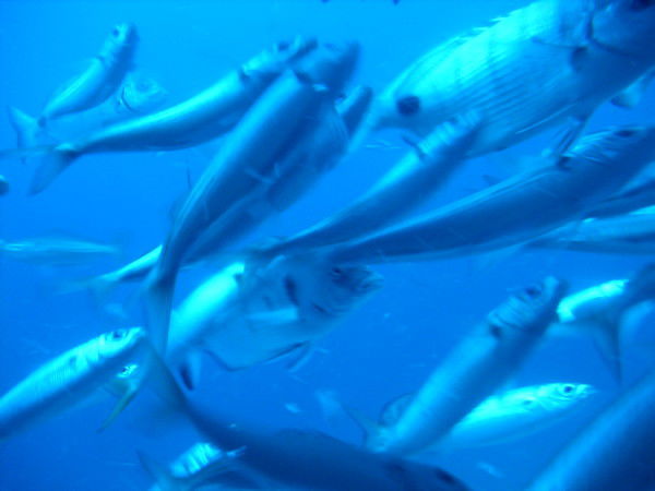 Андрей Козуб