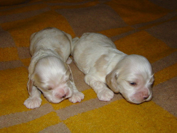 Алексей Алексей