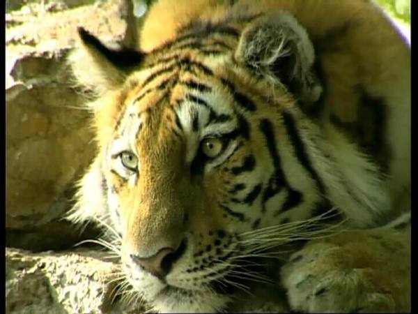 Александр Балашов