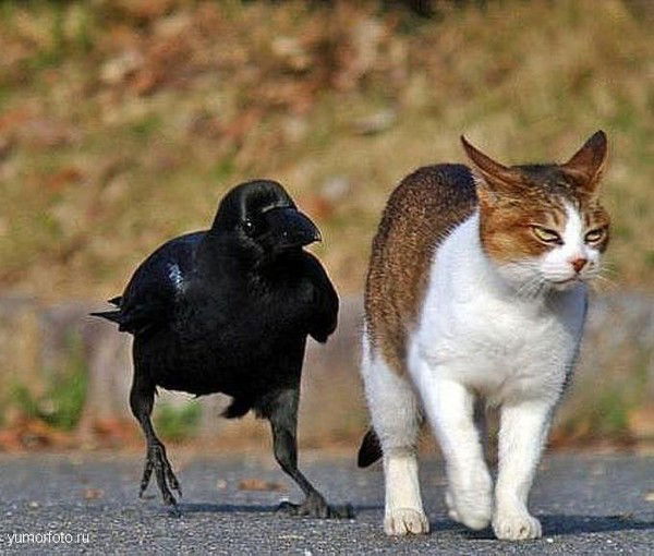 Тимур Рублев