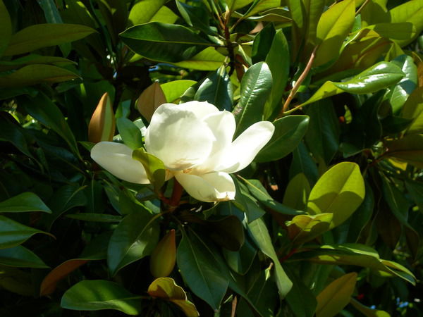 Аида Гарипова