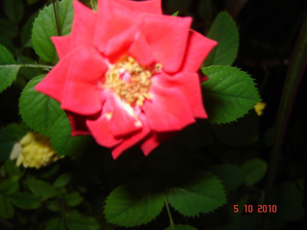 Ксюша Матвеева