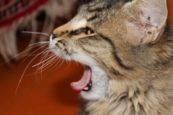 Марина Иванова