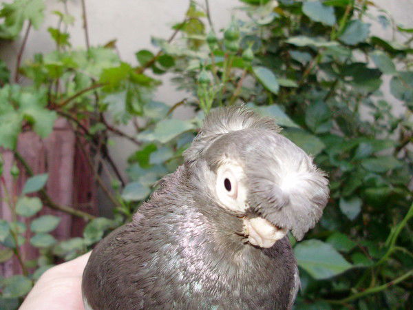 Александр Сарап