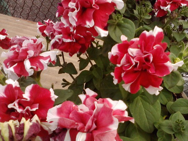 Антонина Валетова