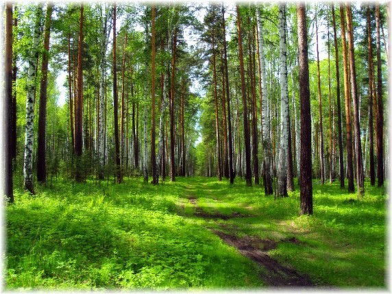 Наталия Илларионова