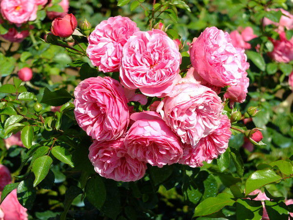 Лена Столярова