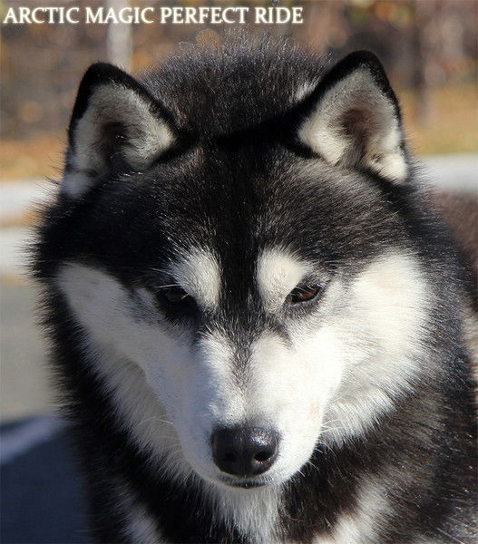 Хаски Барси *{Snow Queen]*
