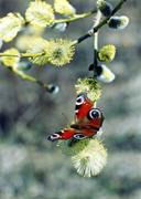 Ирина Степанова