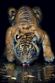 Ира Васильева