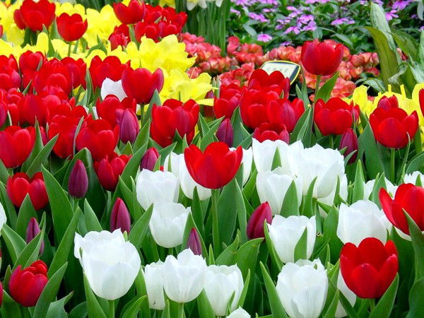 Татьяна Парфёнова